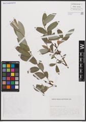 Foto von Salix cantabrica Rech. f.